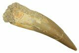 Fossil Plesiosaur (Zarafasaura) Tooth - Morocco #297989-1